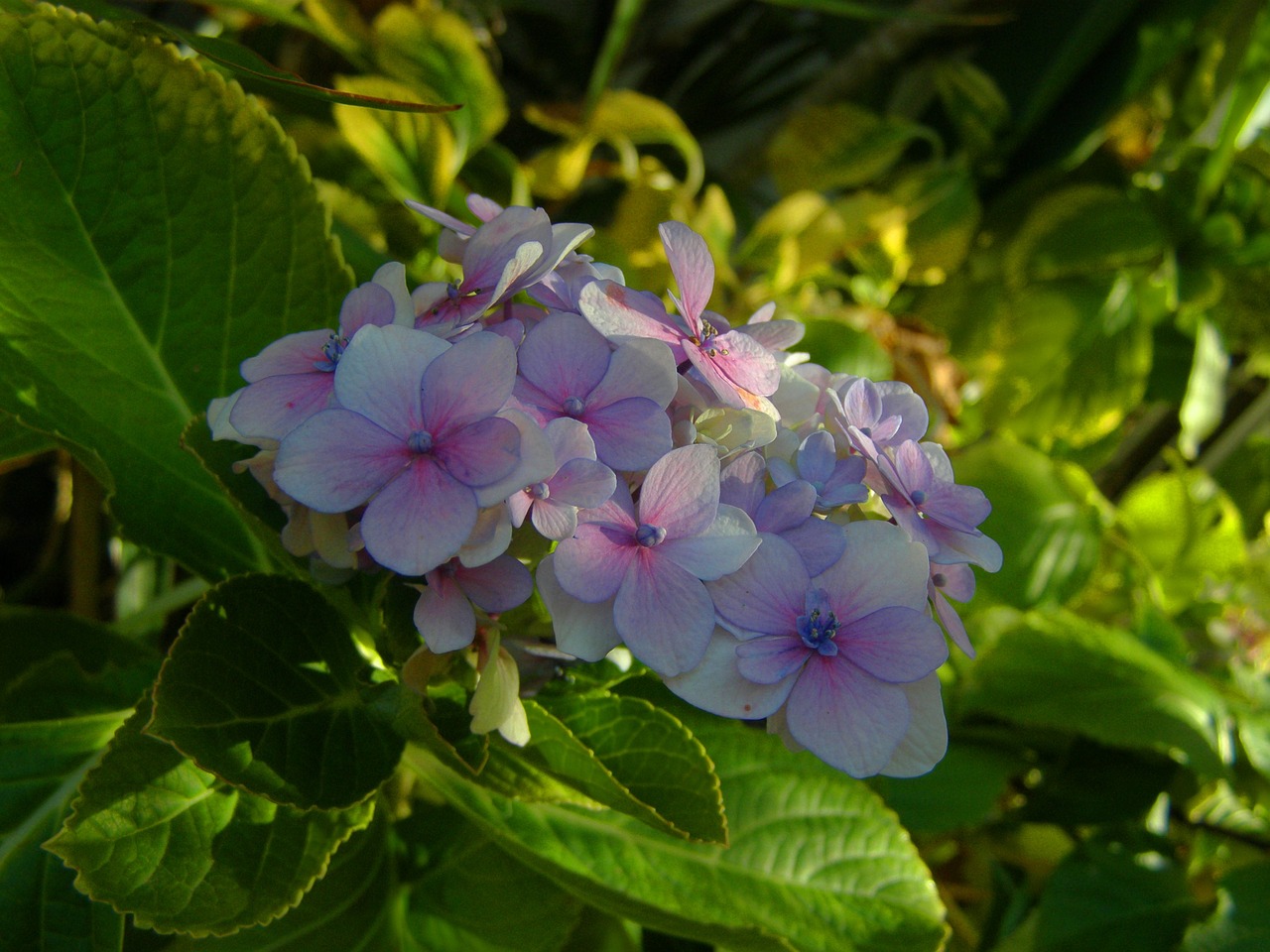 Hortensija, Gėlė, Sodas, Pavasaris, Gamta, Graži Hydrangea, Mėlynos Gėlės, Lapai, Žalias, Nemokamos Nuotraukos