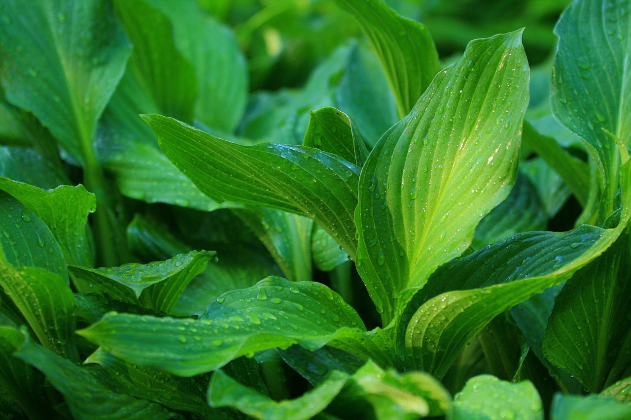 Hosta, Vandens Lašeliai Ant Lapų, Vandens Lašas, Žalias, Nemokamos Nuotraukos,  Nemokama Licenzija