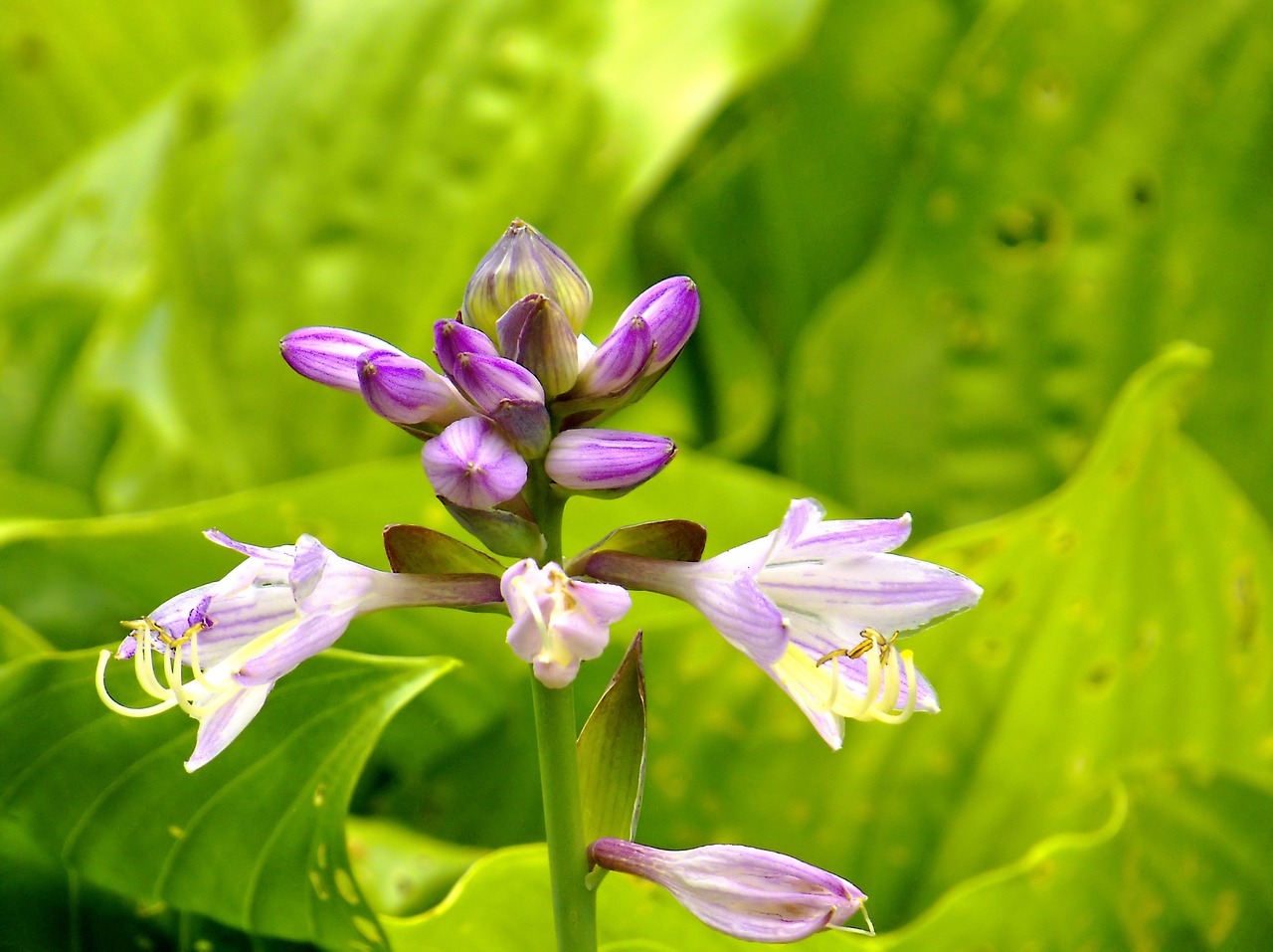 Hosta, Gėlė, Daugiametis, Bicolor, Sodas, Žalias, Šešėliai Augalai, Purpurinės Žiedai, Nemokamos Nuotraukos,  Nemokama Licenzija