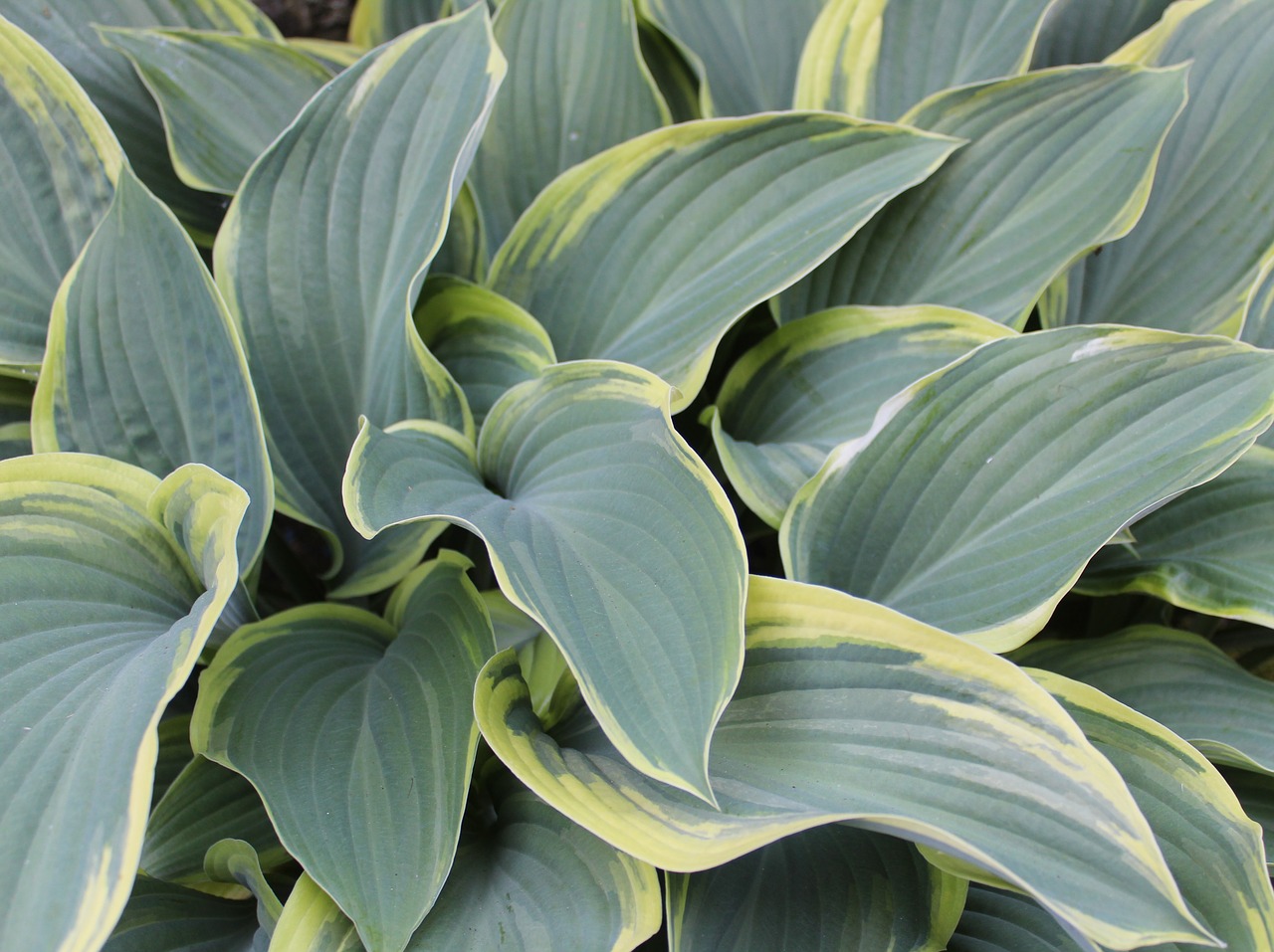 Hosta,  Lapų,  Žalias,  Lapai,  Gėlių Organizuojant,  Margas Lapai,  Augalų,  Pobūdį,  Floros,  Sodas