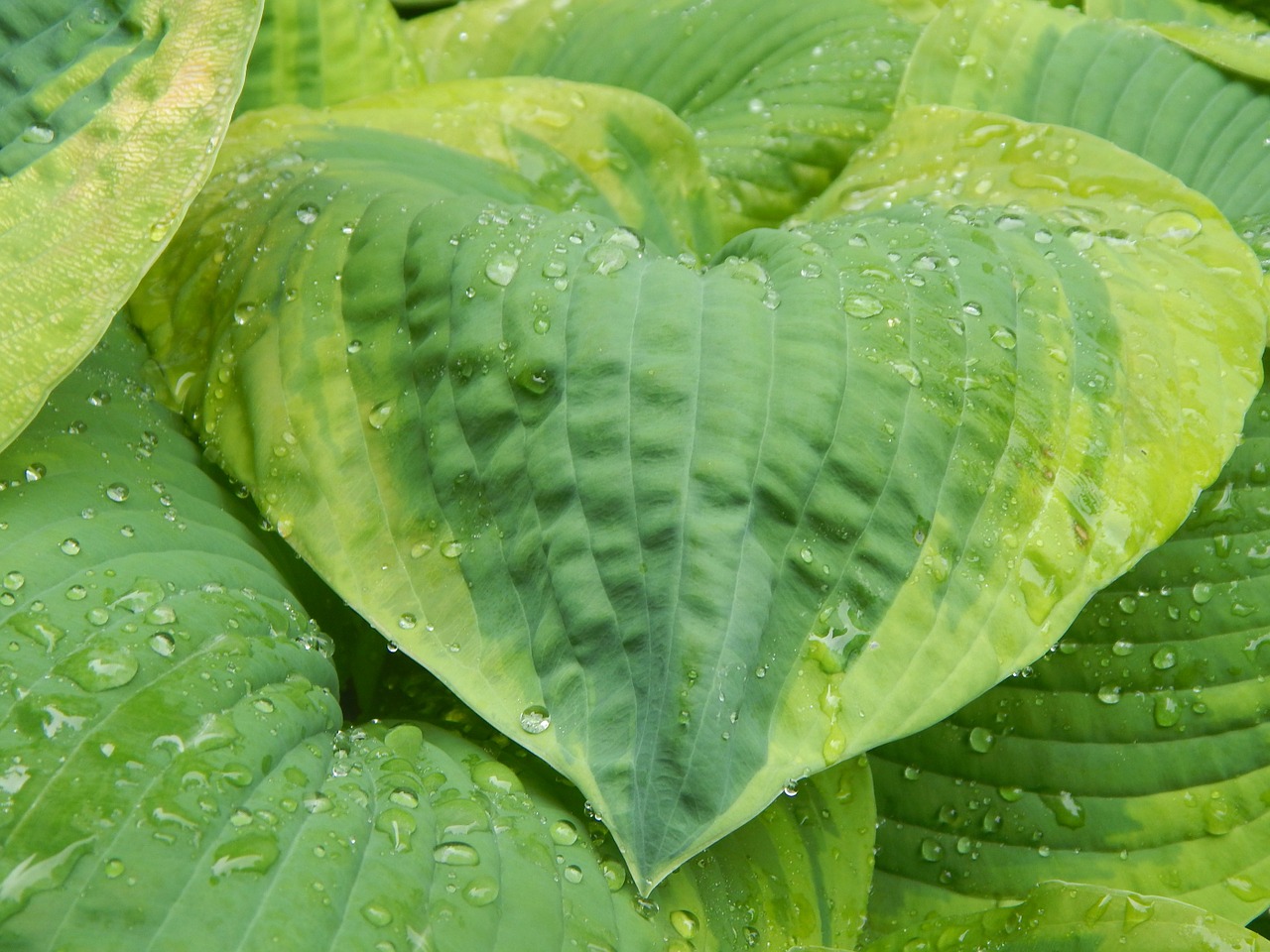 Hosta, Lapai, Flora, Gamta, Sodininkystė, Lietus, Vanduo, Žalias, Lašeliai, Lietaus Lašai