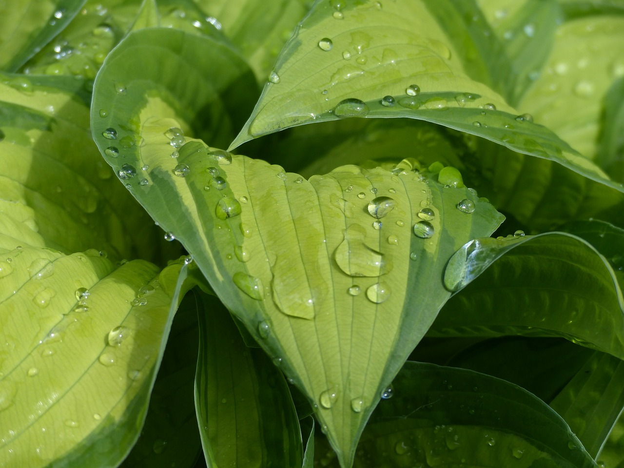 Hosta, Vanduo, Liūtys, Lakštas, Augalas, Žalias, Daugiametis, Sodas, Nemokamos Nuotraukos,  Nemokama Licenzija