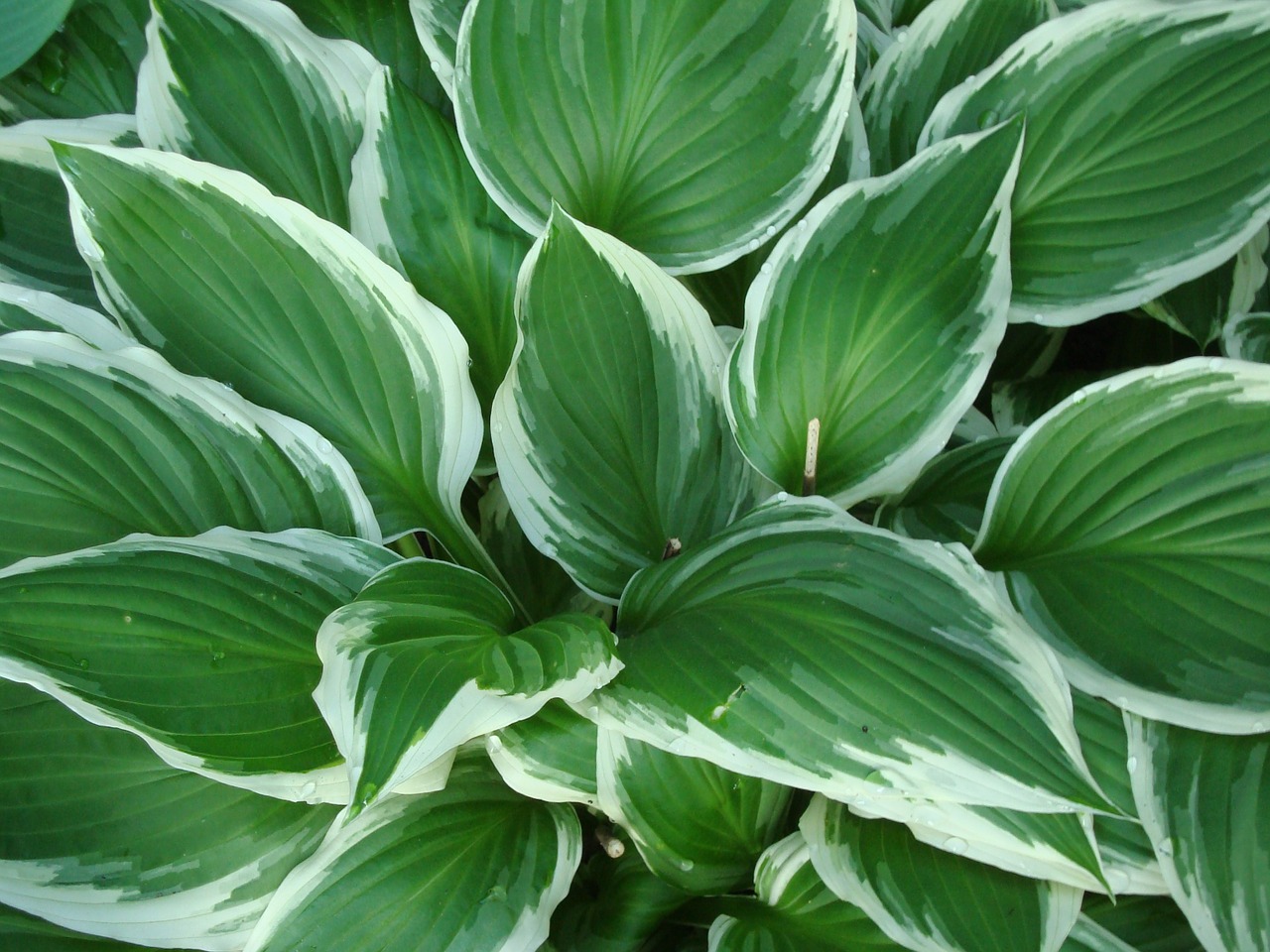 Hosta, Atspalvis, Augalas, Lapai, Margas, Žalias, Kraštai, Atsparus Atspalviui, Auga, Sodrus