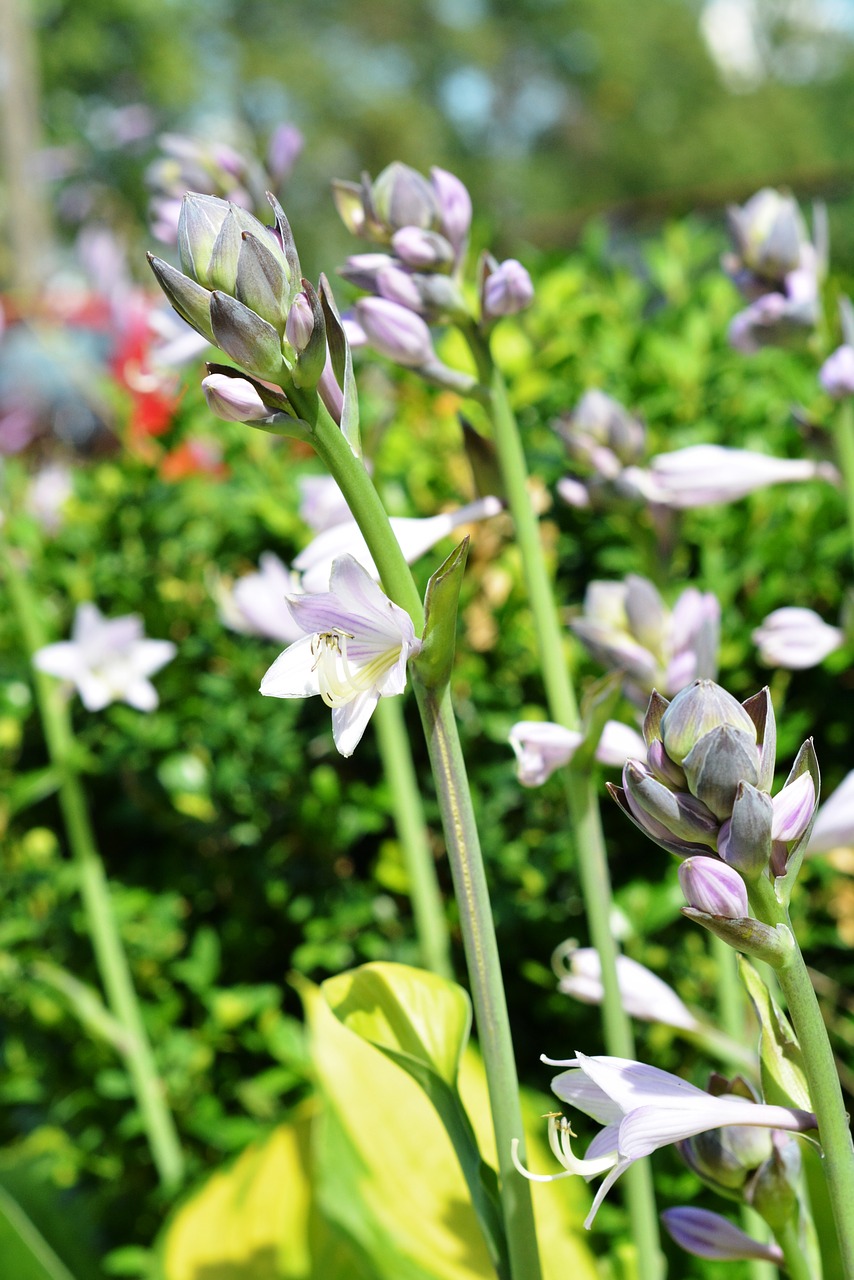 Hosta Lapai, Šeimininkas, Studio Funkie, Šeimininkai, Melodijos, Gėlės, Violetinė, Klesti, Žydėti, Žydinčių Augalų