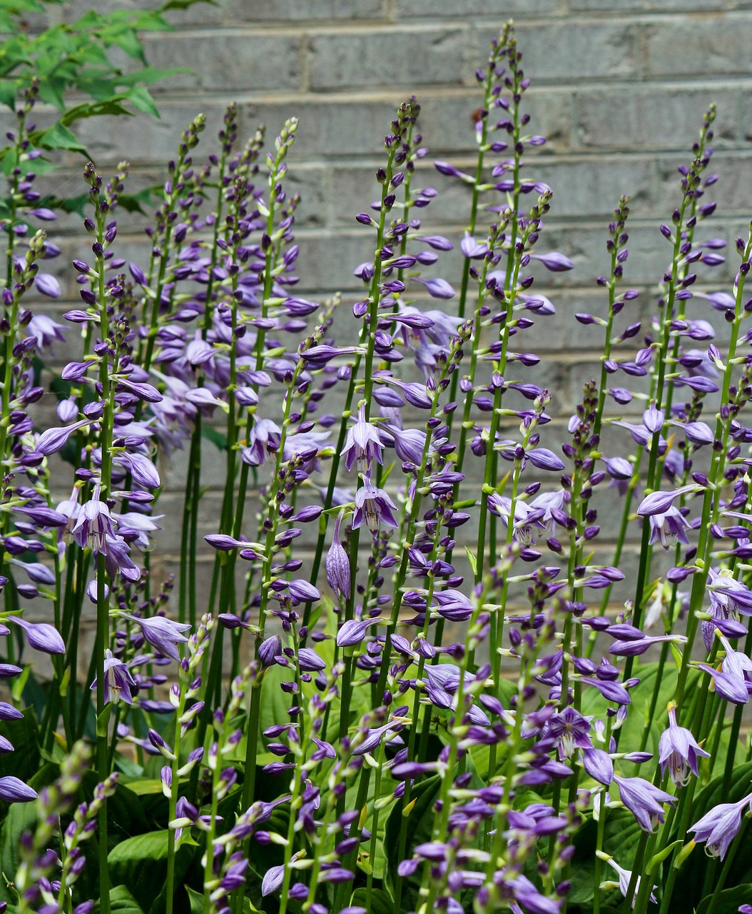 Hostas, Hosta Gėlės, Purpurinės Žiedai, Gėlių Smaigalys, Daugiametis, Gėlės, Sodas, Šuoliai, Gėlių Šuoliai, Aukšti Gėlės