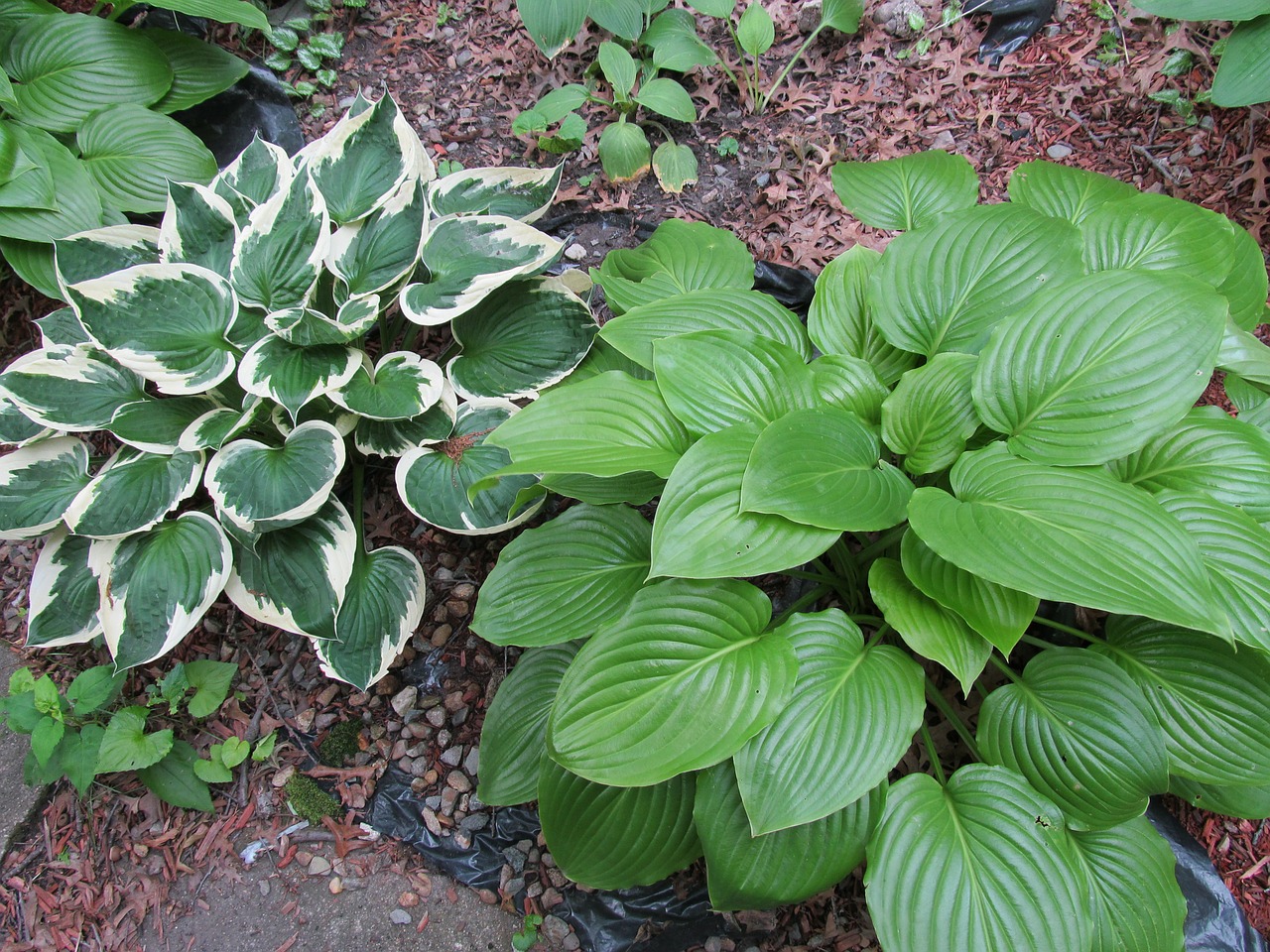 Hostas, Daugiametis, Sodas, Augalai, Šešėliai Augalai, Hosta, Nemokamos Nuotraukos,  Nemokama Licenzija