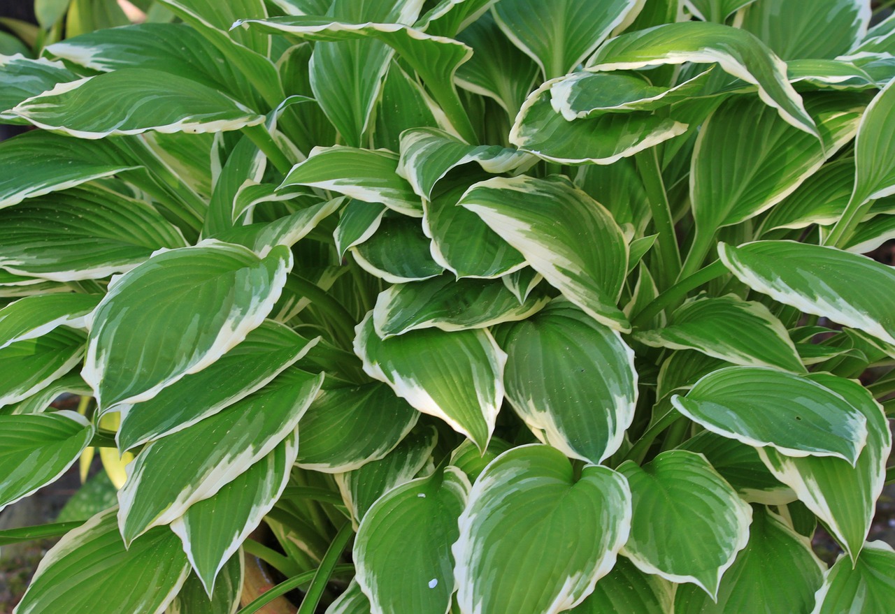 Hostas, Plantacinė Lelija, Lapai, Žalias, Balta, Schattenpflanze, Augalas, Lapai, Stiebas, Botanika