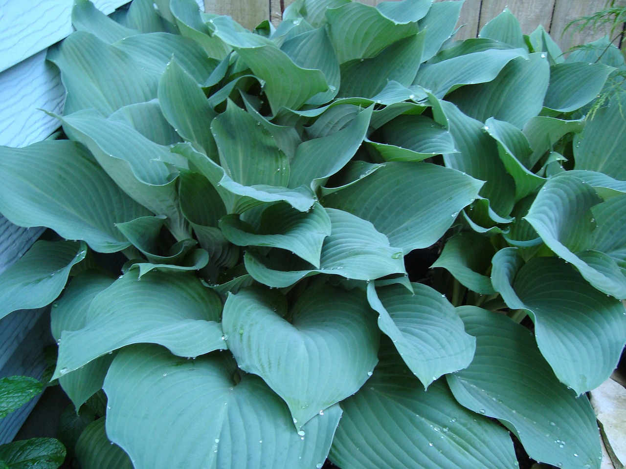 Hostas, Mėlyna Hostas, Šešėliai Augalai, Daugiametis, Lapai, Sodrus, Pilnas, Augimas, Žalias, Augalas