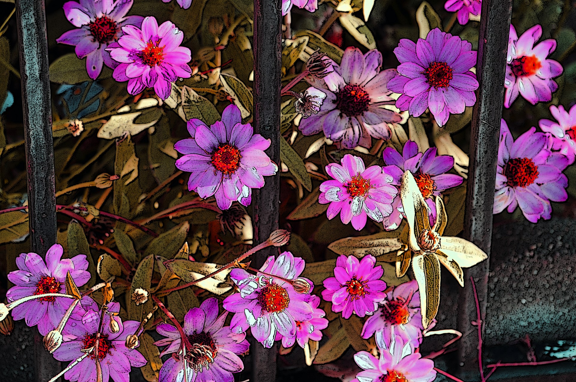 Gėlė,  Gėlės,  Gėlių,  Daisy,  Daises,  Rožinis,  Karštas & Nbsp,  Pink,  Pavasaris,  Vasara