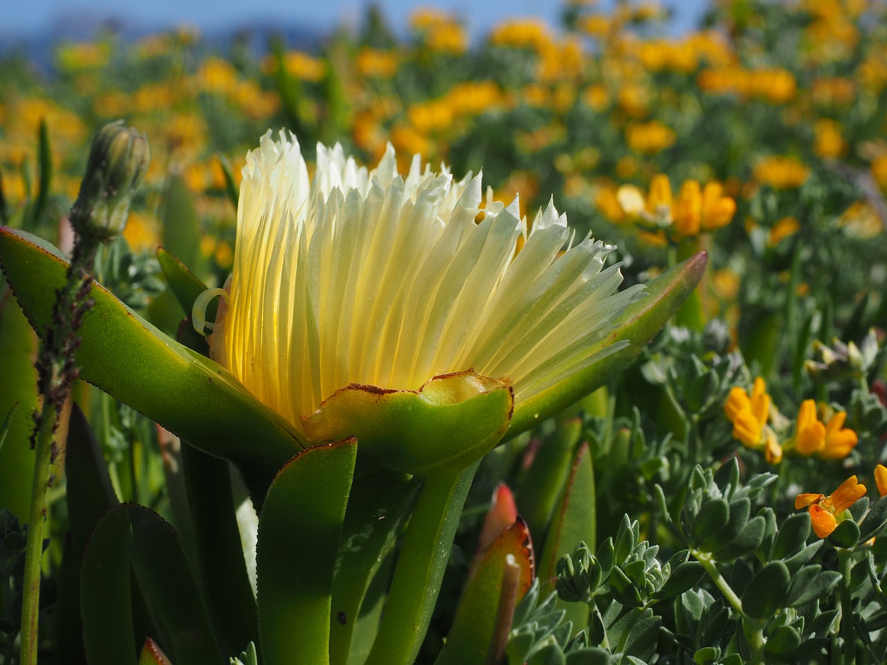 Hottentottenfeige, Gėlė, Žiedas, Žydėti, Geltona, Hottingen Miręs Figas, Carpobrotis Edulis, Carpobrotus Edulis, Geltonojo Ledo Augalas, Arkliukas