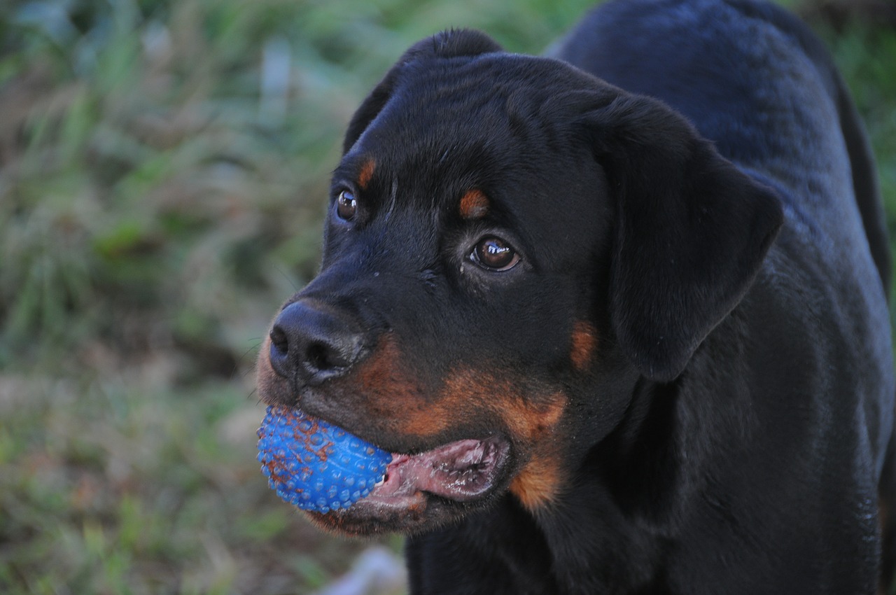 Rottweiler, Šuo, Gyvūnas, Šuniukas, Naminis Gyvūnėlis, Naminiai Gyvūnai, Žavinga, Šunys, Žaisti Su Kamuoliu, Nemokamos Nuotraukos