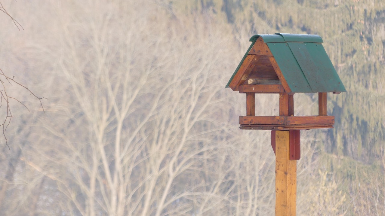 Namas,  Mediena,  Gamta,  Aviary,  Be Honoraro Mokesčio, Nemokamos Nuotraukos,  Nemokama Licenzija