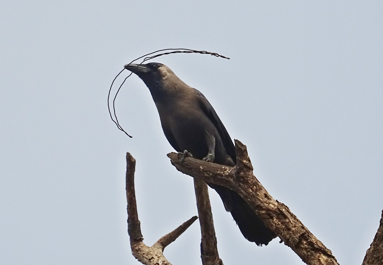 Namų Varna, Varna, Paukštis, Aves, Paukštis, Fauna, Corvus Splendens, Iim, Kolkata, Indija