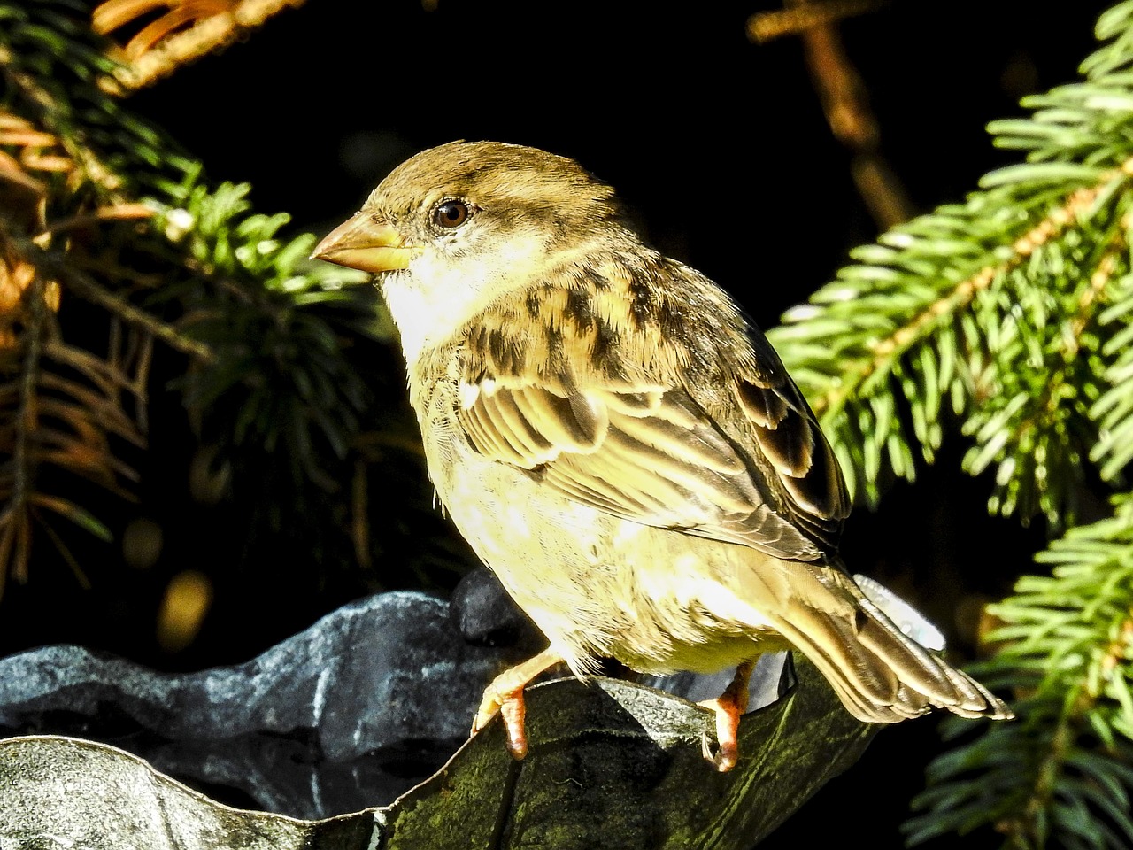 Naminis Žvirblis, Sperling, Paukštis, Giesmininkas, Sodo Paukštis, Gamta, Gyvūnas, Nemokamos Nuotraukos,  Nemokama Licenzija