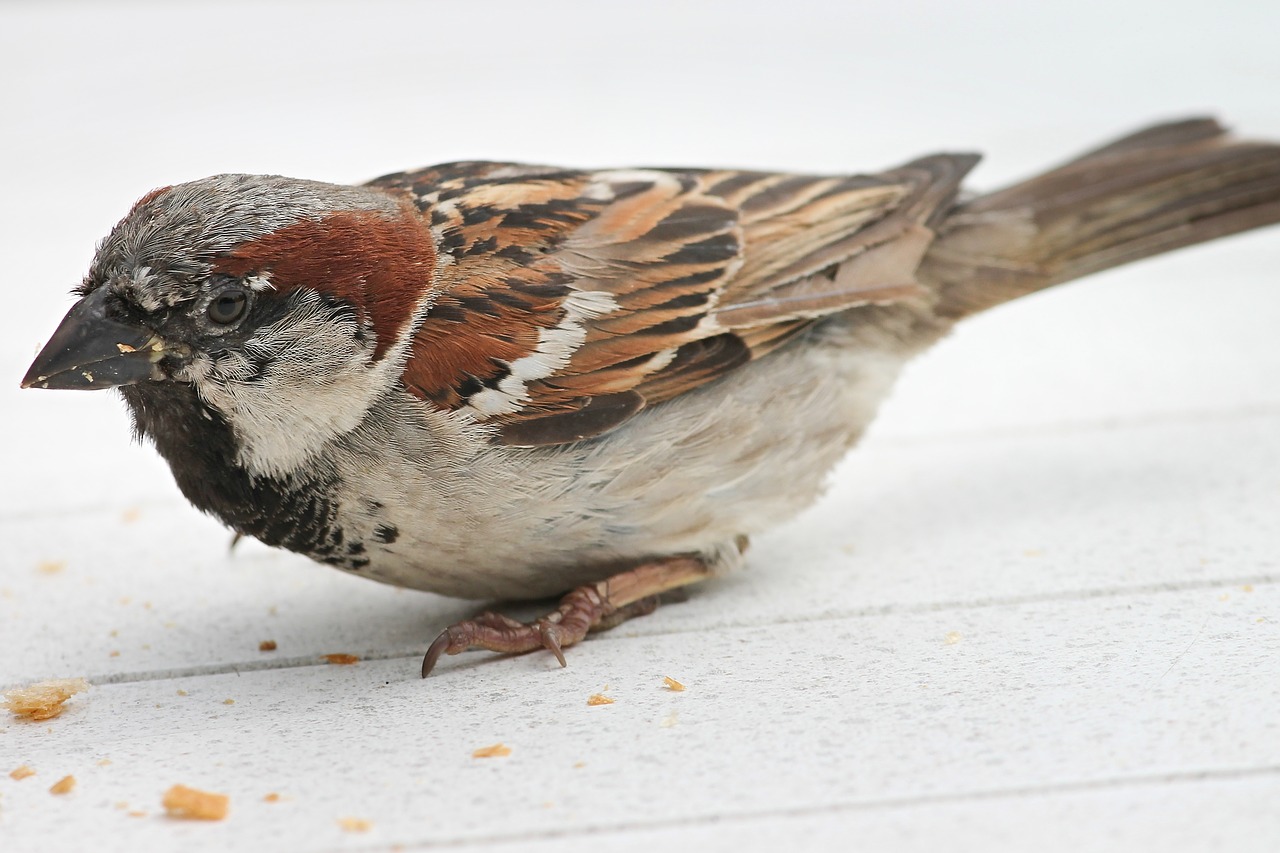 Žvirbliniai,  Žvirblis,  Passer Domesticus,  Paukštis,  Sperling,  Pobūdį,  Gyvūnijos Pasaulyje,  Plunksnos,  Gyvūnas,  Plunksna