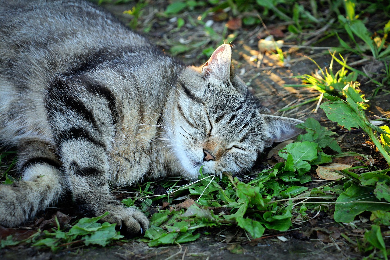 Housecat, Naminis Gyvūnėlis, Svajonė, Pilka, Snukis, Gyvūnas, Nemokamos Nuotraukos,  Nemokama Licenzija