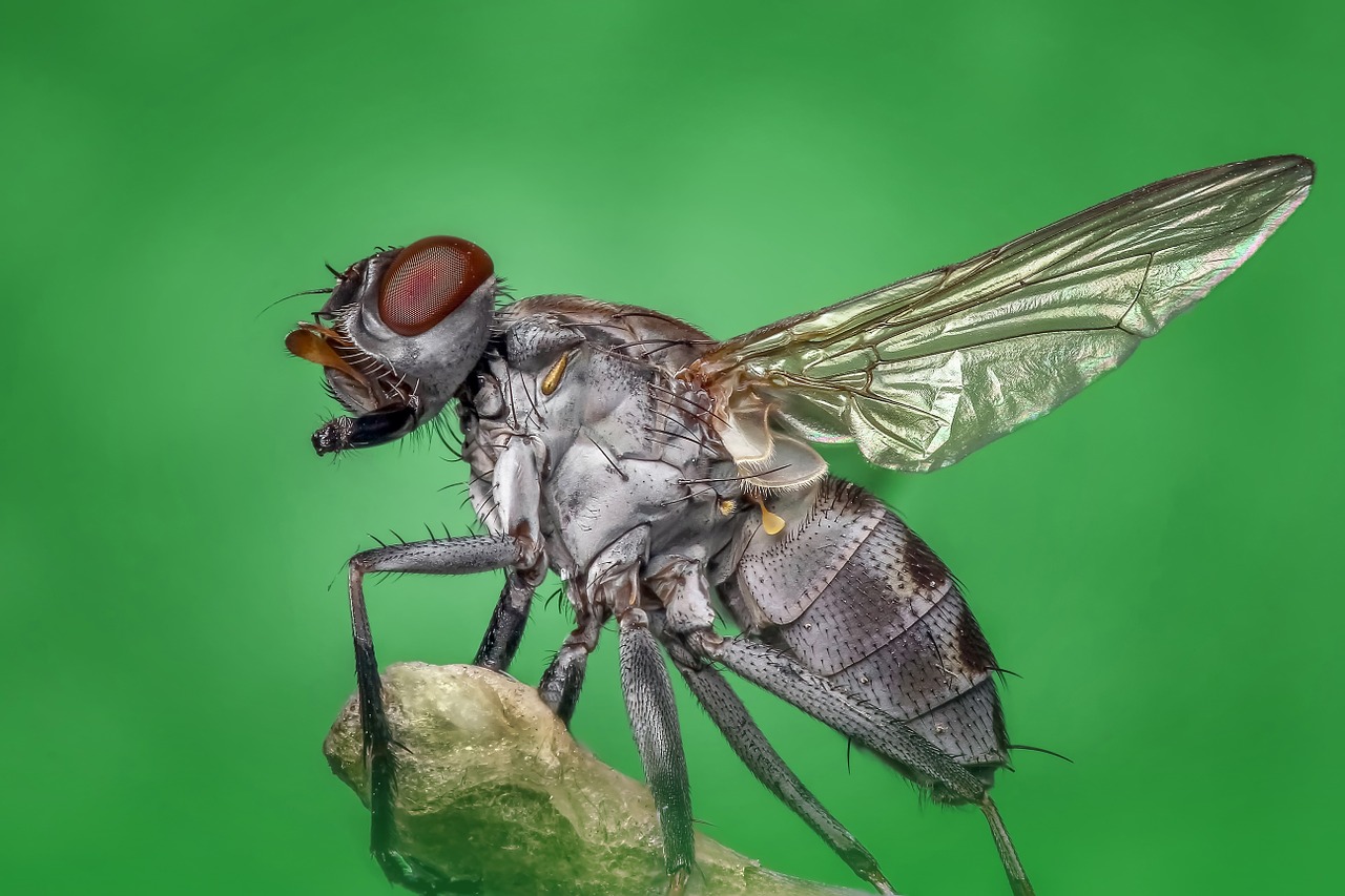 Housefly, Skristi, Makro, Vabzdys, Gamta, Kenkėjas, Klaida, Akis, Laukinė Gamta, Didinimas