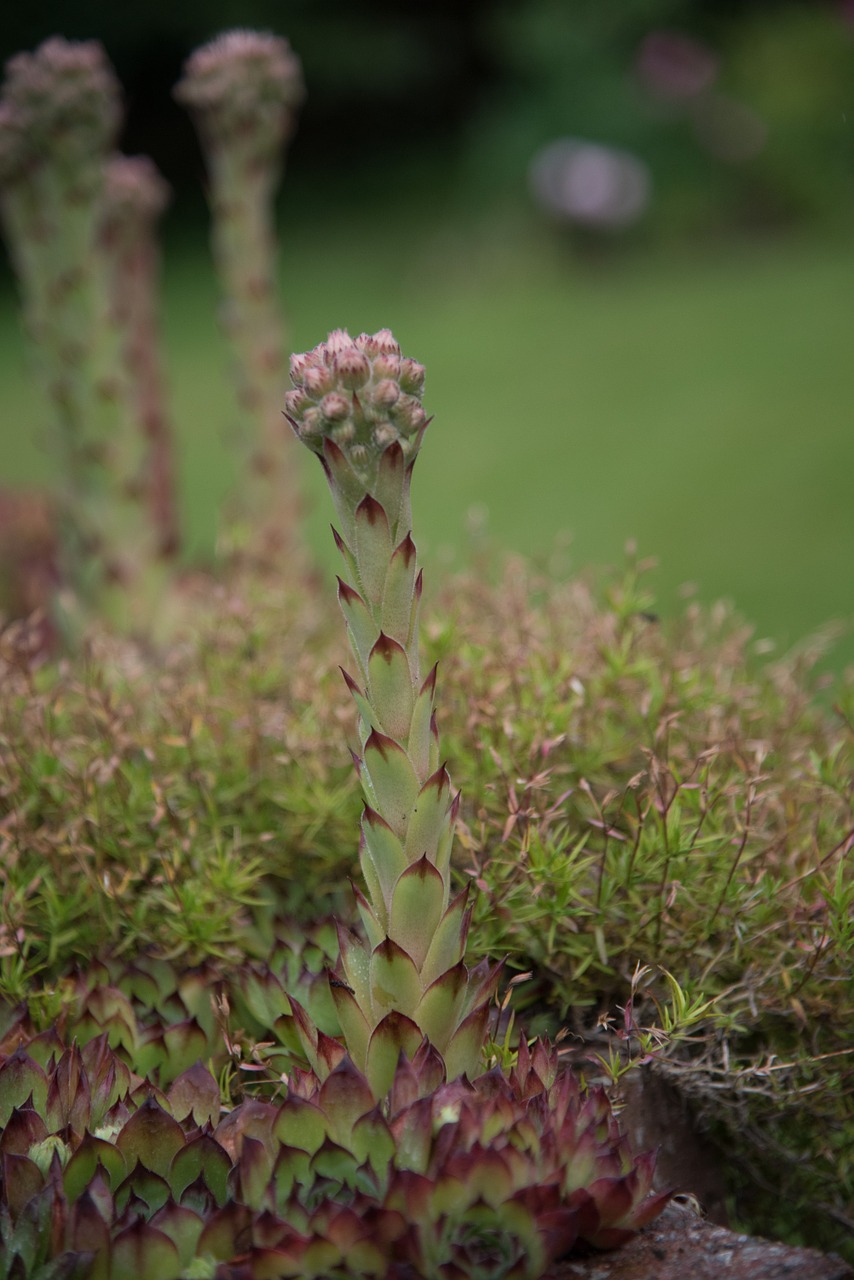 Houseleek, Žiedynas, Makro, Natūralus, Gėlė, Nemokamos Nuotraukos,  Nemokama Licenzija