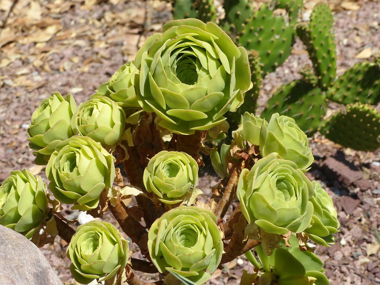 Houseleek, Gamta, Sultingas, Crassulaceae, Vasara, Gėlės, Nemokamos Nuotraukos,  Nemokama Licenzija