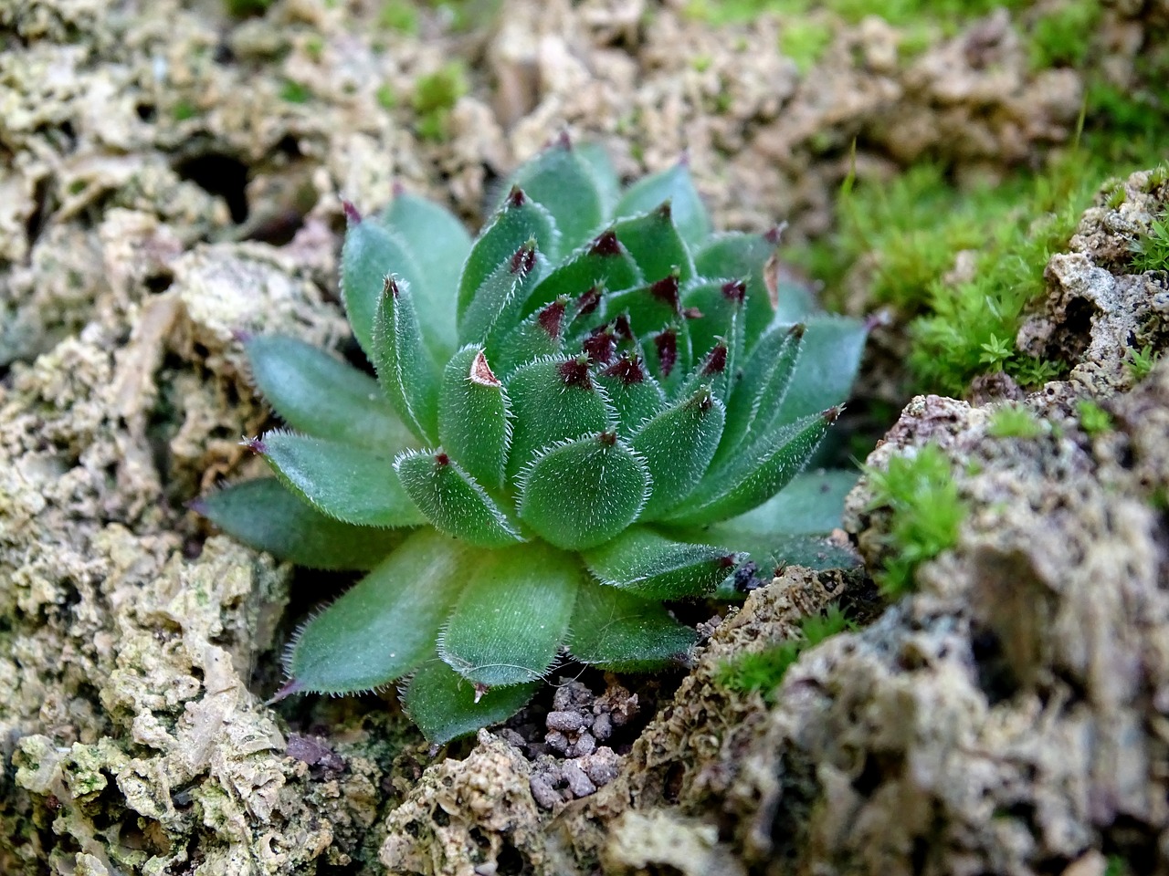 Houseleek, Sukulentai, Storas Lakštinis Šiltnamio Efektas, Sultingas Augalas, Paprastoji Namų Ciberžolė, Tikroji Houseleek, Sempervivum, Taškinis Raudonas, Ciberžolių Augalas, Akmens Sodas