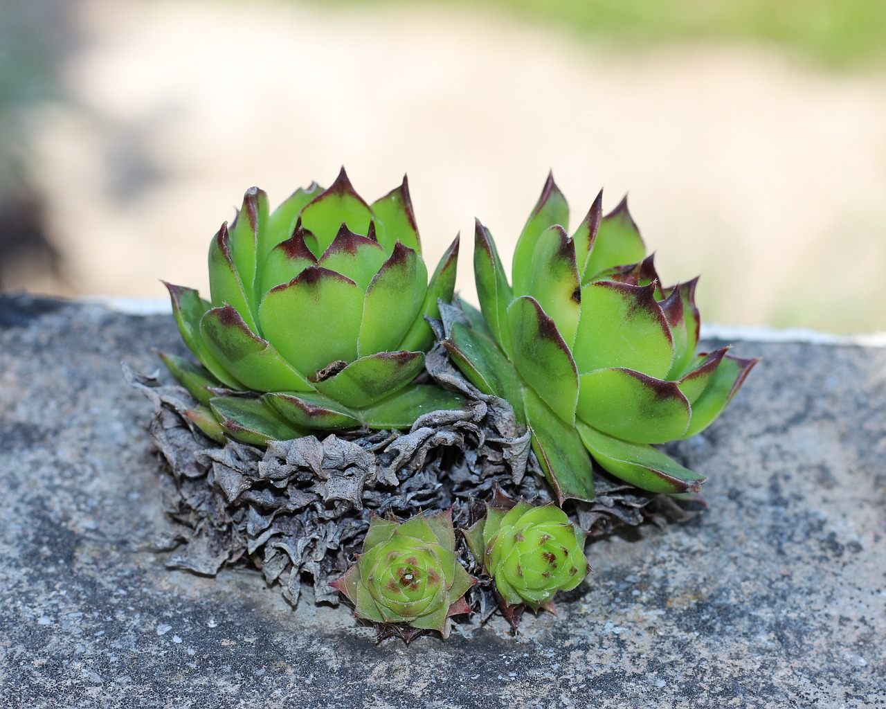 Houseleek,  Namo Porai,  Augalų,  Sempervivum,  Pobūdį,  Žalias,  Sultingi,  Sodas,  Gėlė,  Lapų