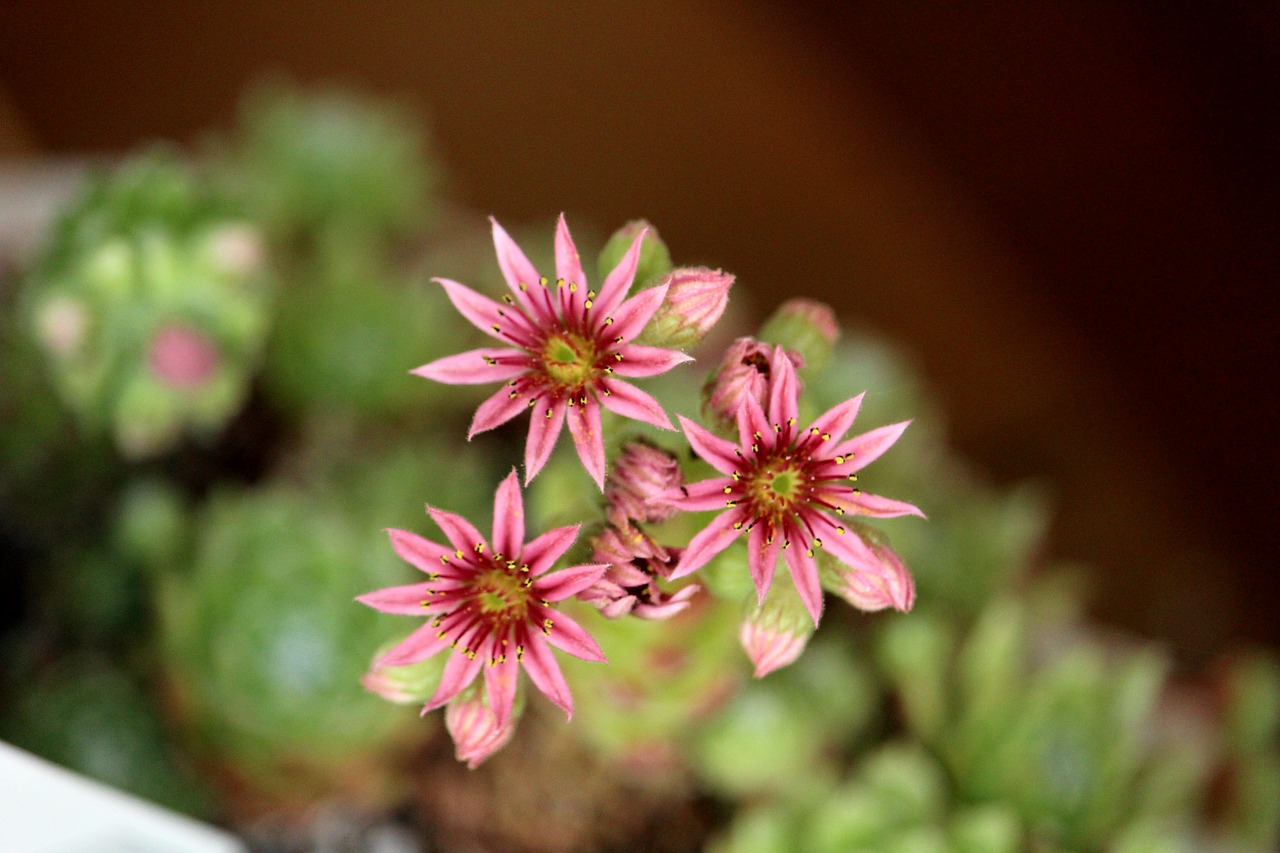 Houseleek,  Augalų,  Žiedas,  Žydi,  Rožinis,  Žalias,  Floros,  Vasara,  Akmens Pasėlių, Nemokamos Nuotraukos