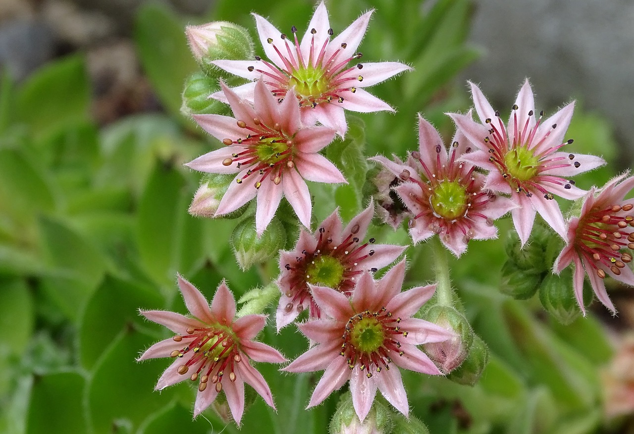 Houseleek,  Dachwurz,  Sultingi,  Akmens Sodo,  Rozetė,  Rožinis,  Sausra,  Sempervivum,  Roof Garden, Nemokamos Nuotraukos