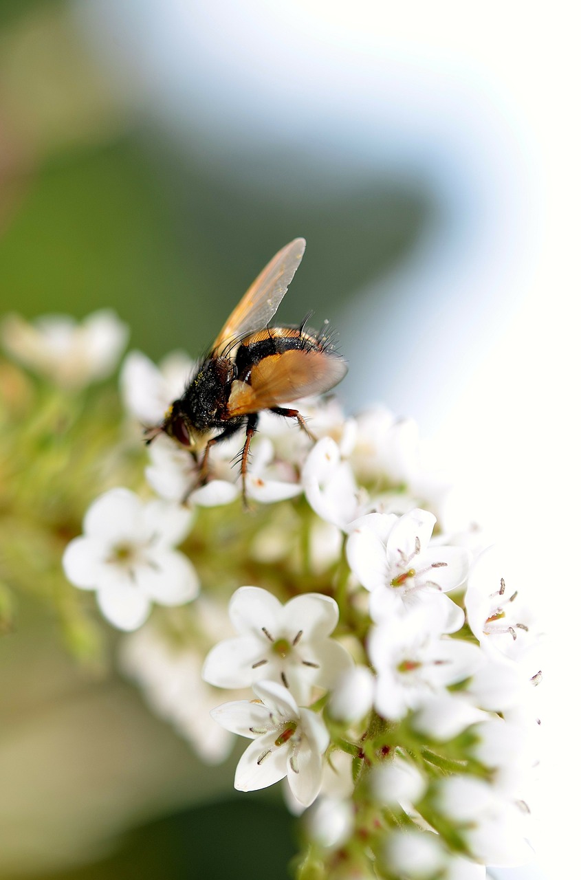 Užlipti Skristi, Vabzdys, Uždaryti, Gyvūnas, Gamta, Makro, Skristi, Vasara, Hoverfly, Žurnalas