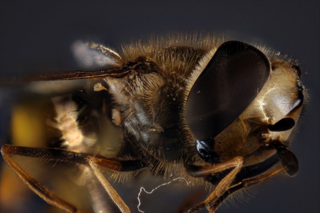 Užveskite Skristi,  Junginys,  Skristi,  Iš Arti,  Vabzdys,  Makro,  Skristi Akis,  Makro Fotografija,  Vabzdžių Nuotrauka,  Sudėtiniai Akys