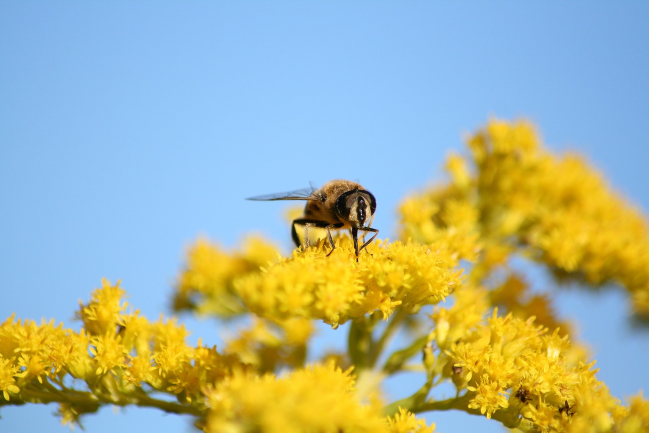 Užlipti Skristi, Gamta, Vabzdys, Geltona, Žiedas, Žydėti, Augalas, Hoverfly, Vasara, Gyvūnas