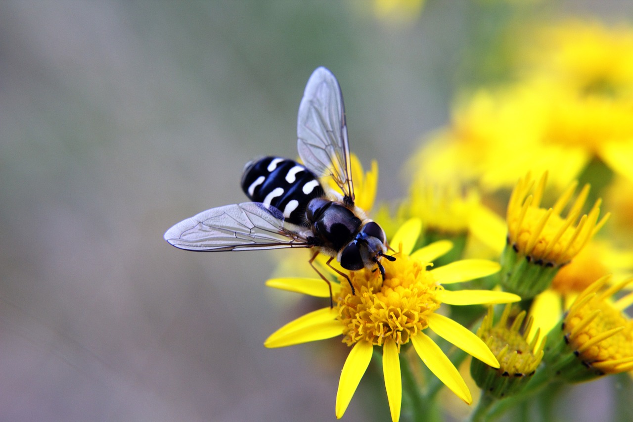 Hoverfly, Vabzdžiai, Klaidas, Gėlė, Geltona, Sparnai, Gamta, Sodas, Makro, Vasara