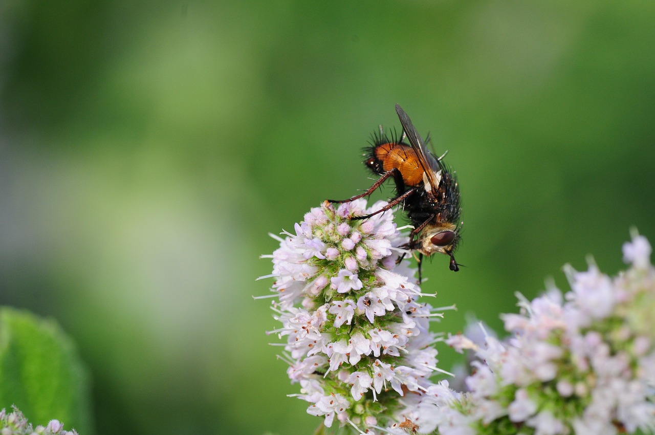 Skristi, Hoverfly, Vabzdys, Sodas, Gamta, Vasara, Didelis Campestris, Paprastas Sodas Campestris, Nemokamos Nuotraukos,  Nemokama Licenzija