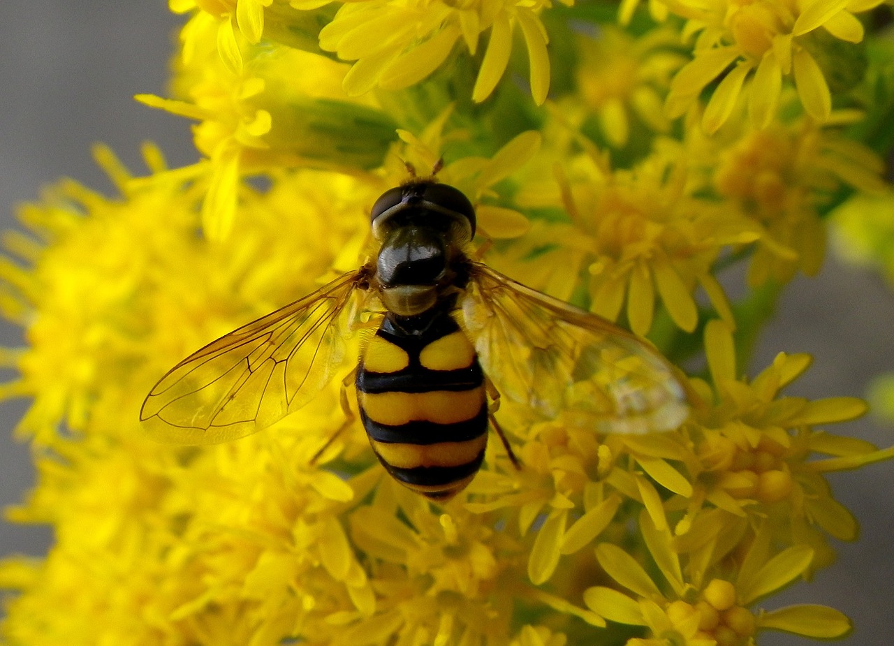 Hoverfly, Vabzdys, Makro, Nemokamos Nuotraukos,  Nemokama Licenzija