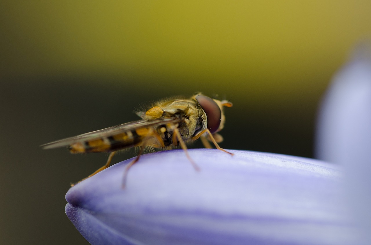 Hoverfly, Užlipti Skristi, Makro, Skristi, Vabzdys, Gamta, Laukinė Gamta, Hover, Augalas, Vasara