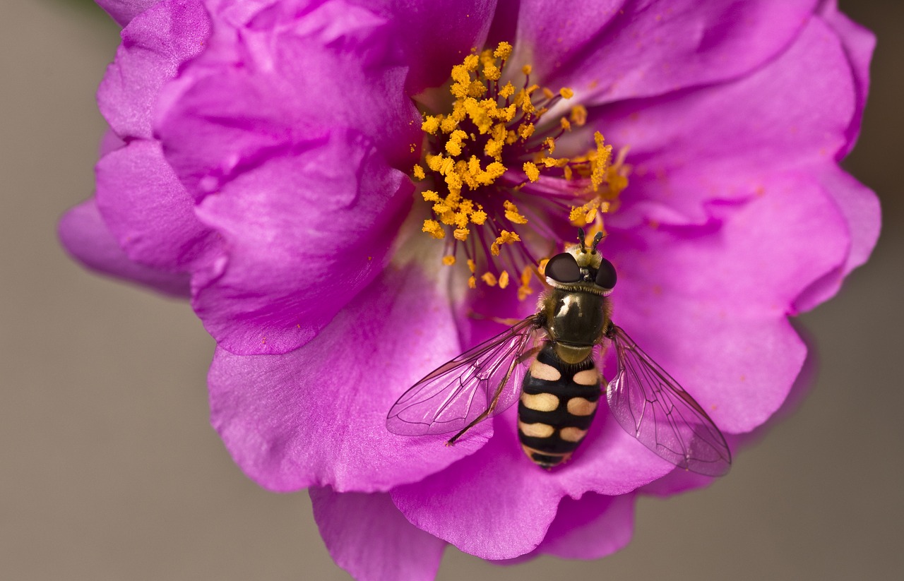 Hoverfly, Sodas, Gėlė, Violetinė, Žiedadulkės, Vabzdys, Uždaryti, Nemokamos Nuotraukos,  Nemokama Licenzija