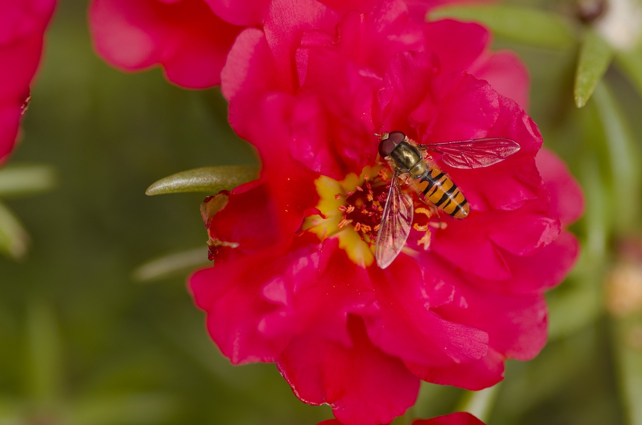 Hoverfly, Sodas, Gėlė, Raudona, Žiedadulkės, Vabzdys, Uždaryti, Nemokamos Nuotraukos,  Nemokama Licenzija