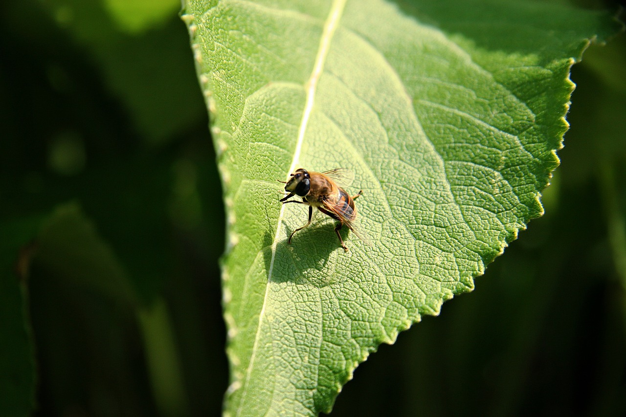 Hoverfly, Mimicry, Lapai, Struktūra, Saulė, Sodas, Judėjimas, Švarus, Skristi, Gamta