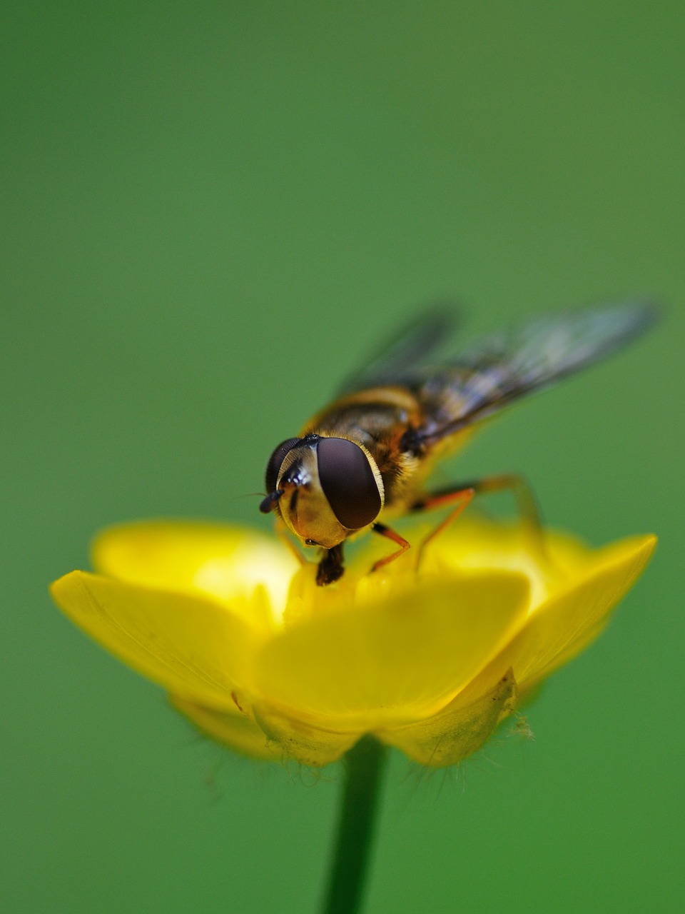 Hoverfly, Vabzdys, Pašaras, Buttercup, Makro, Nemokamos Nuotraukos,  Nemokama Licenzija