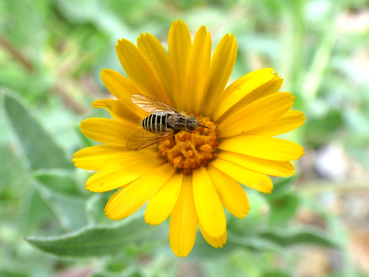 Hoverfly, Syrphidae, Libar, Daisy, Gėlė, Klaidingas Osas, Vabzdys, Nemokamos Nuotraukos,  Nemokama Licenzija