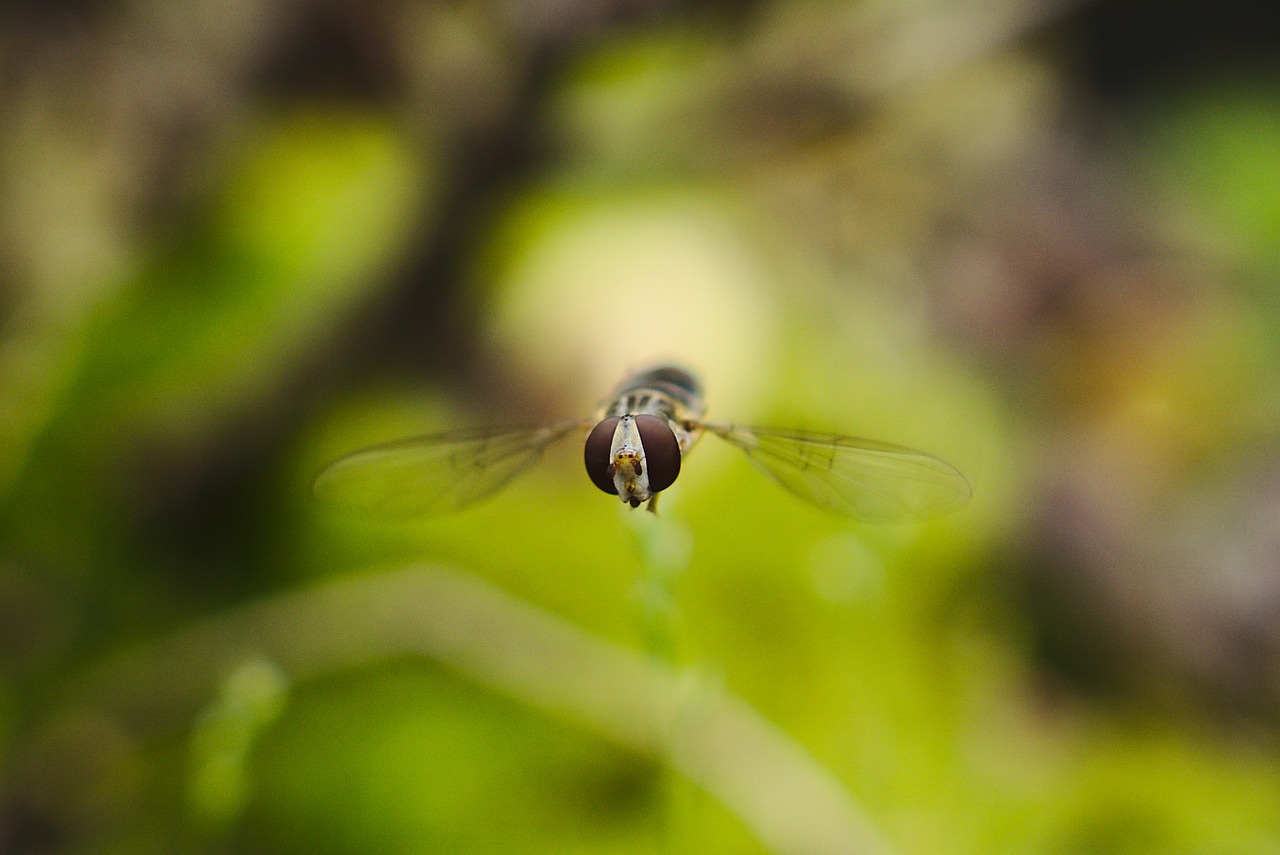 Hoverfly, Skristi, Makro, Gamta, Vabzdys, Žalias, Gyvūnas, Nemokamos Nuotraukos,  Nemokama Licenzija