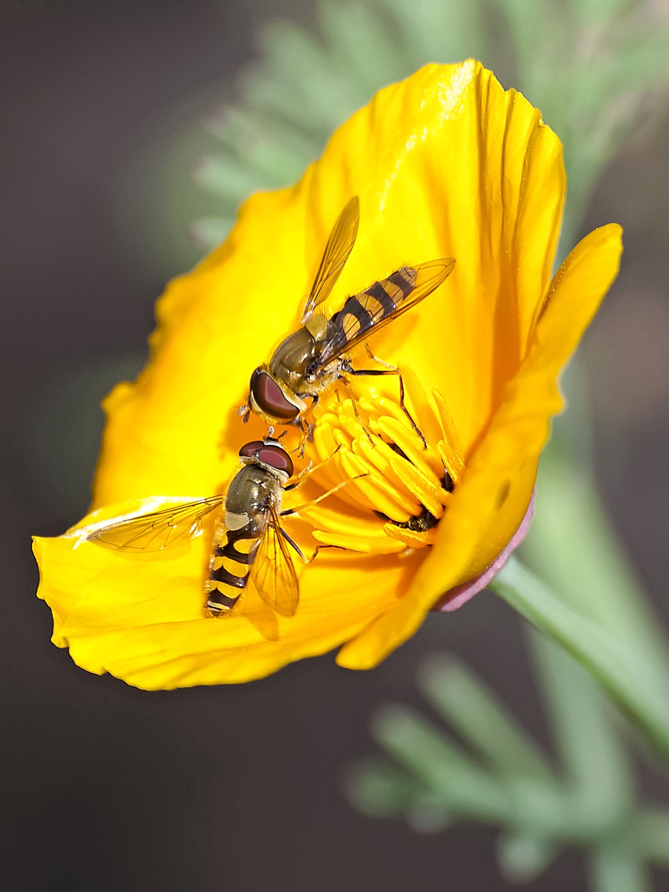 Hoverfly, Skristi, Vabzdys, Žiedas, Žydėti, Gamta, Gyvūnas, Nemokamos Nuotraukos,  Nemokama Licenzija