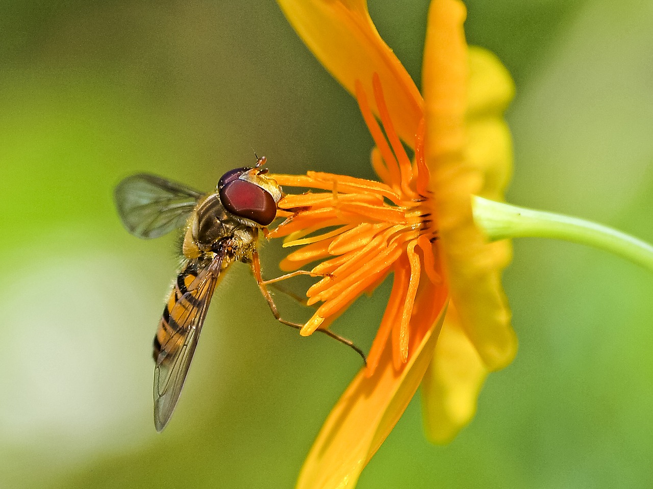 Hoverfly, Vabzdys, Žiedas, Žydėti, Gamta, Gyvūnas, Nemokamos Nuotraukos,  Nemokama Licenzija