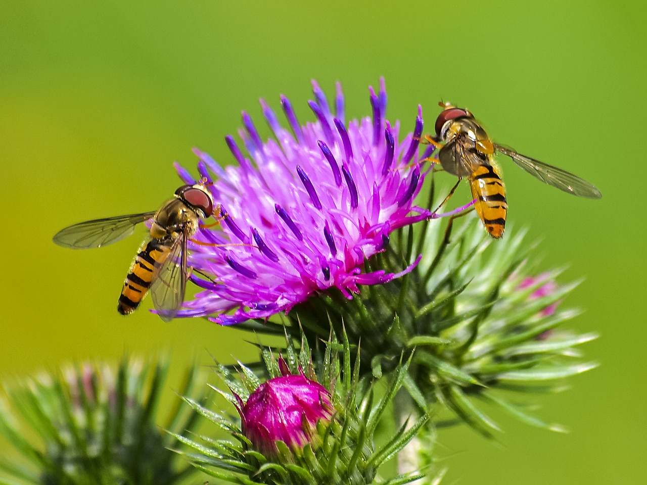 Hoverfly, Vabzdys, Žiedas, Žydėti, Gamta, Gyvūnas, Nemokamos Nuotraukos,  Nemokama Licenzija