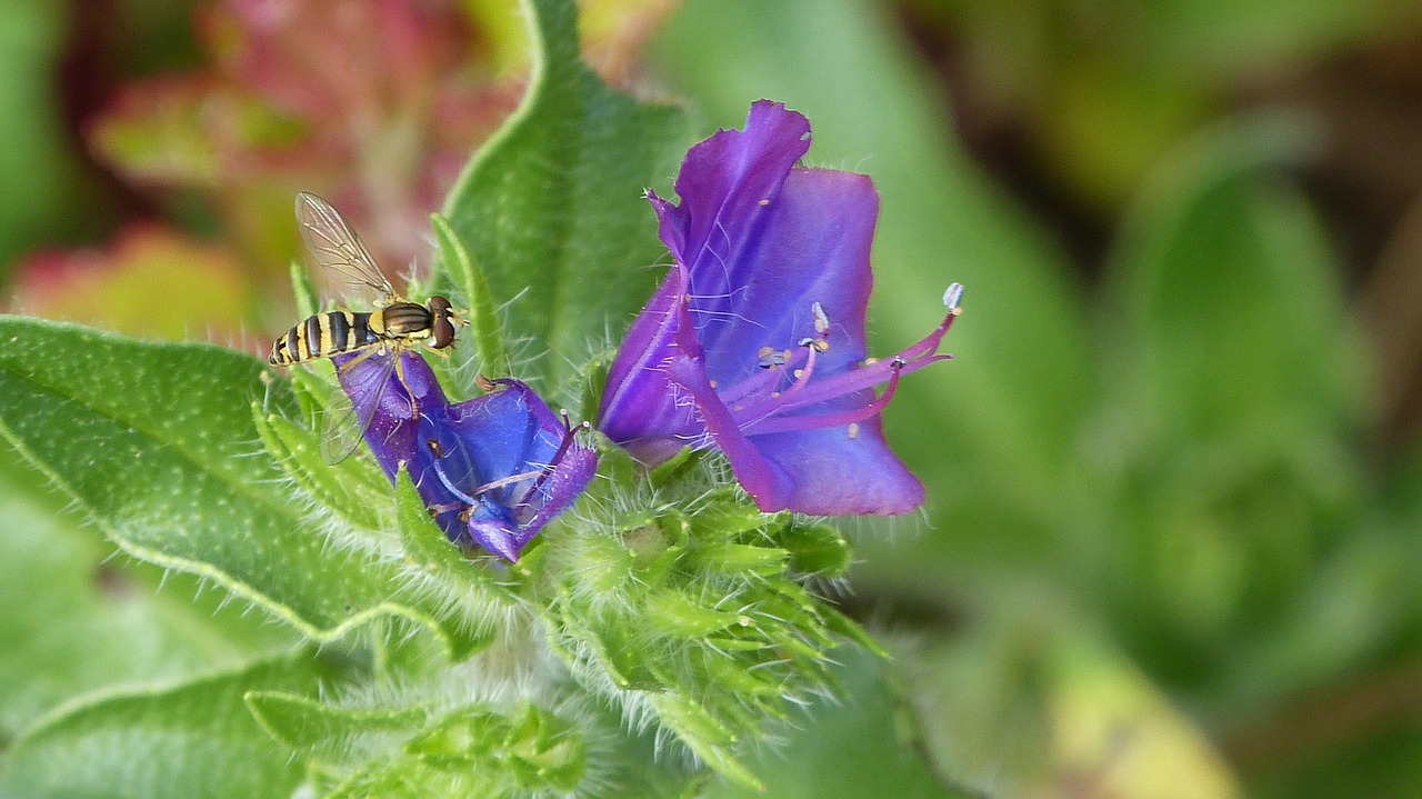 Hoverfly, Gėlė, Violetinė, Madeira, Portugal, Flora, Nemokamos Nuotraukos,  Nemokama Licenzija