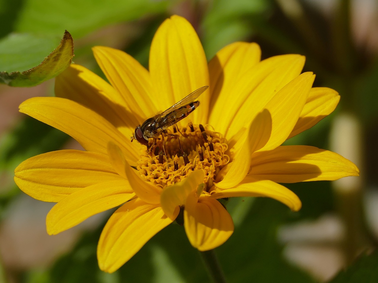 Hoverfly, Geltona, Vabzdys, Gėlių Sodas, Žiedlapiai, Nemokamos Nuotraukos,  Nemokama Licenzija