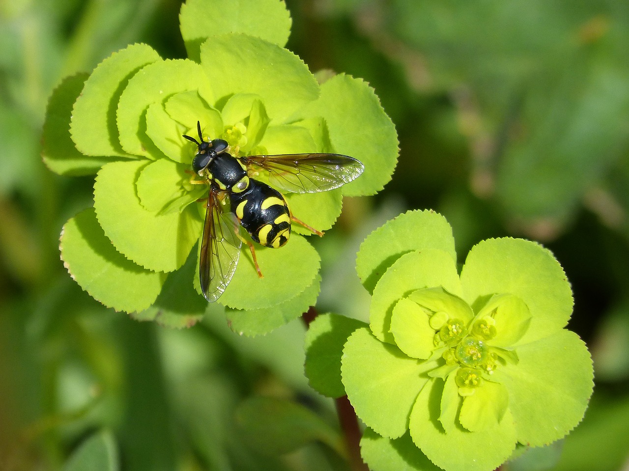 Hoverfly,  Klaidinga Bitė,  Gamta,  Gėlė,  Augalas,  Lapai,  Lauke,  Be Honoraro Mokesčio, Nemokamos Nuotraukos,  Nemokama Licenzija