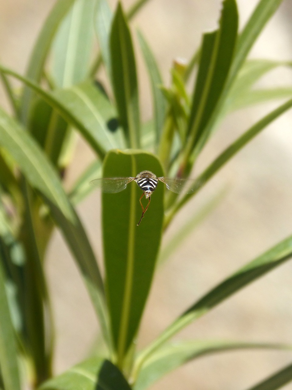 Hoverfly,  Oleander,  Vabzdys Skrydžio Metu,  Klaidinga Bitė,  Lapai,  Augalas,  Gamta,  Sodas,  Be Honoraro Mokesčio, Nemokamos Nuotraukos