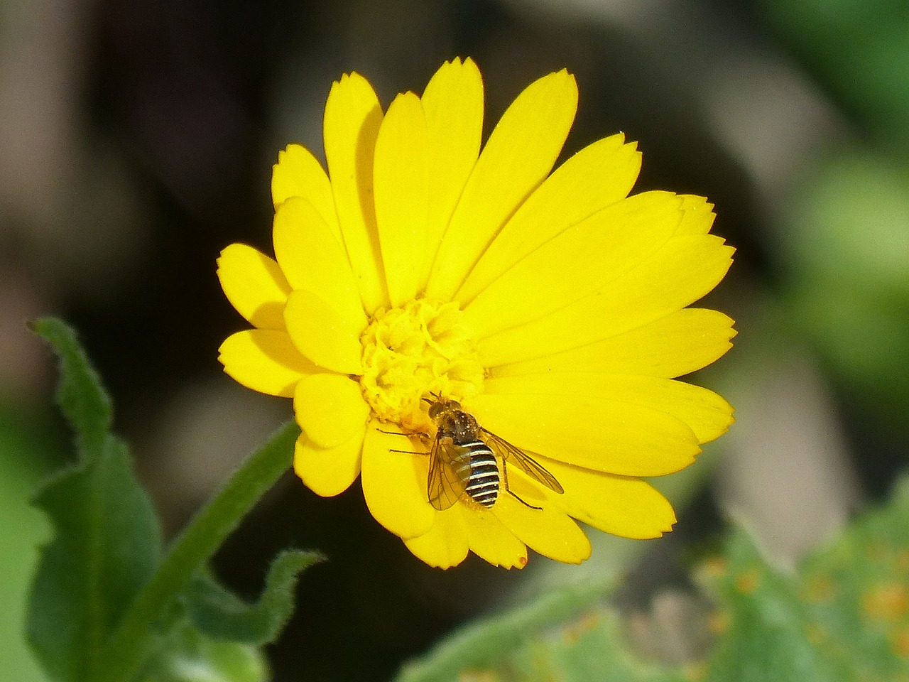 Hoverfly,  Klaidinga Bitė,  Libar,  Gamta,  Augalas,  Gėlė,  Vasara,  Be Honoraro Mokesčio, Nemokamos Nuotraukos,  Nemokama Licenzija