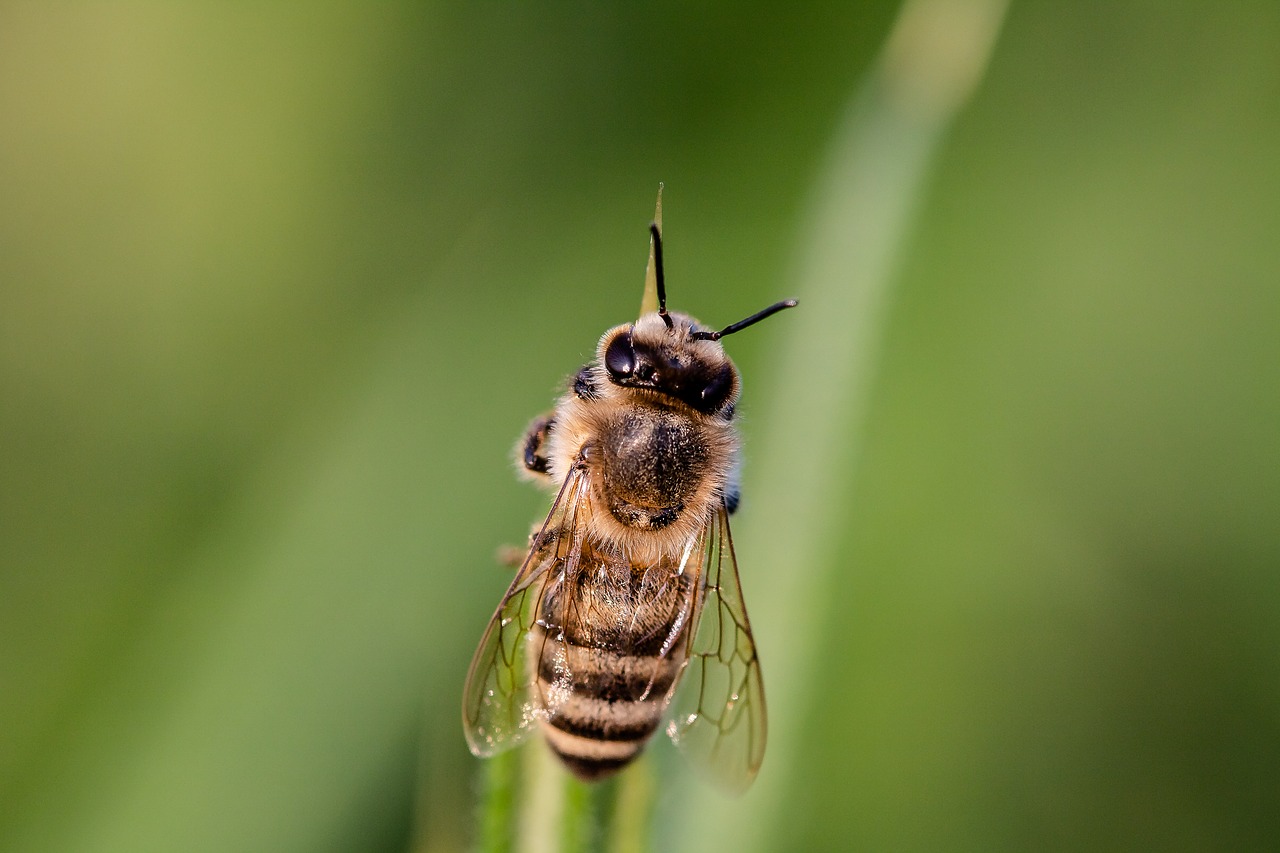 Žiedmusės,  Bičių,  Syrphidae,  Pobūdį,  Sparnas,  Gyvūnas,  Vabzdys, Nemokamos Nuotraukos,  Nemokama Licenzija