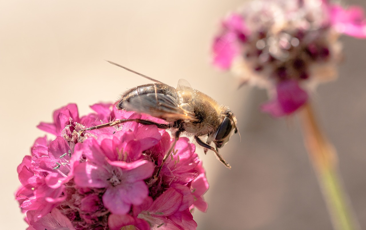 Žiedmusės,  Pratęsimo Skristi,  Syrphidae,  Pobūdį,  Sparnas,  Gyvūnas,  Vabzdys,  Bičių,  Žiedas,  Žydi